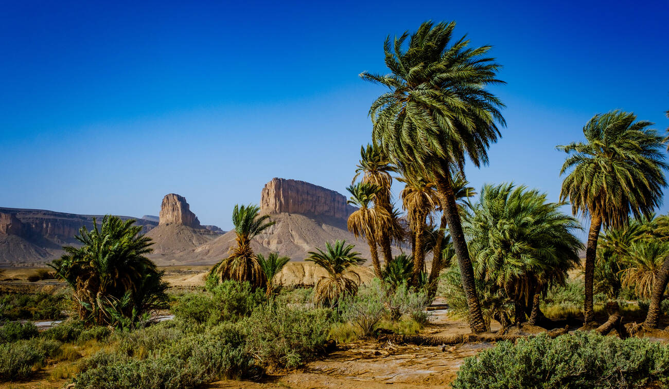 Excursion à l’Oasis de Laarjimia depuis Foum Zguid